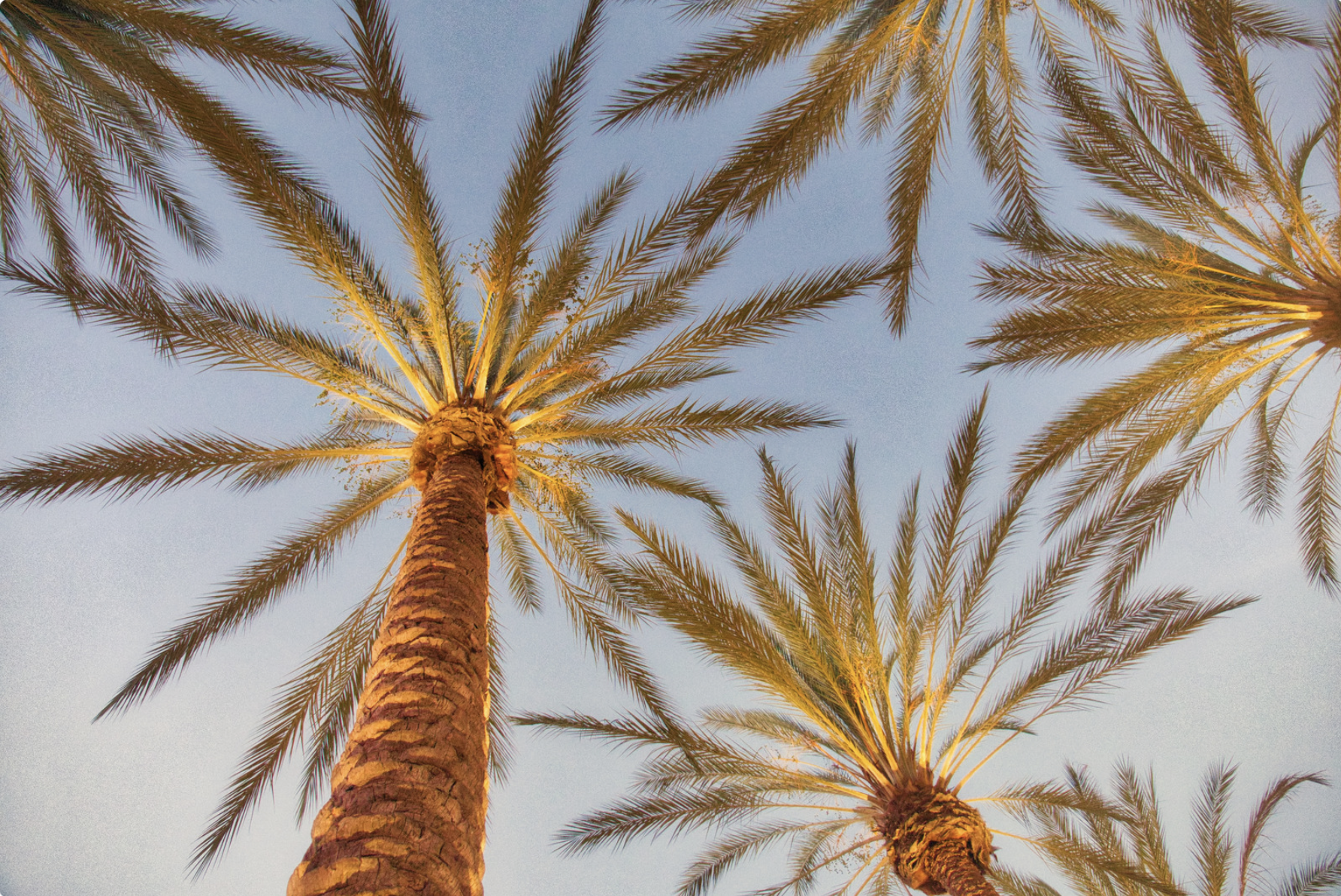 This is an image of a group of palm trees shining in the sunlight.